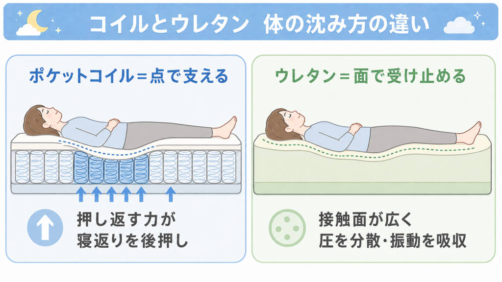 ポケットコイルとウレタンフォームの体の沈み方の違いを示す断面図。コイルは点で支えて寝返りを後押しし、ウレタンは面で受け止めて振動を吸収します。